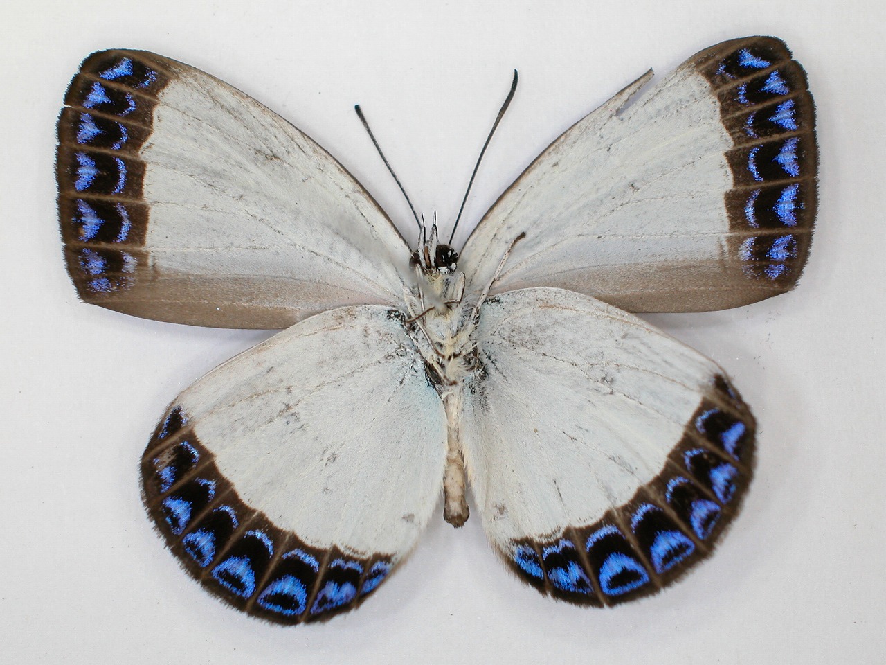 https://www.hitohaku.jp/material/l-material/butterfly-wing/5-lycaenidae/B1-273589_B.jpg