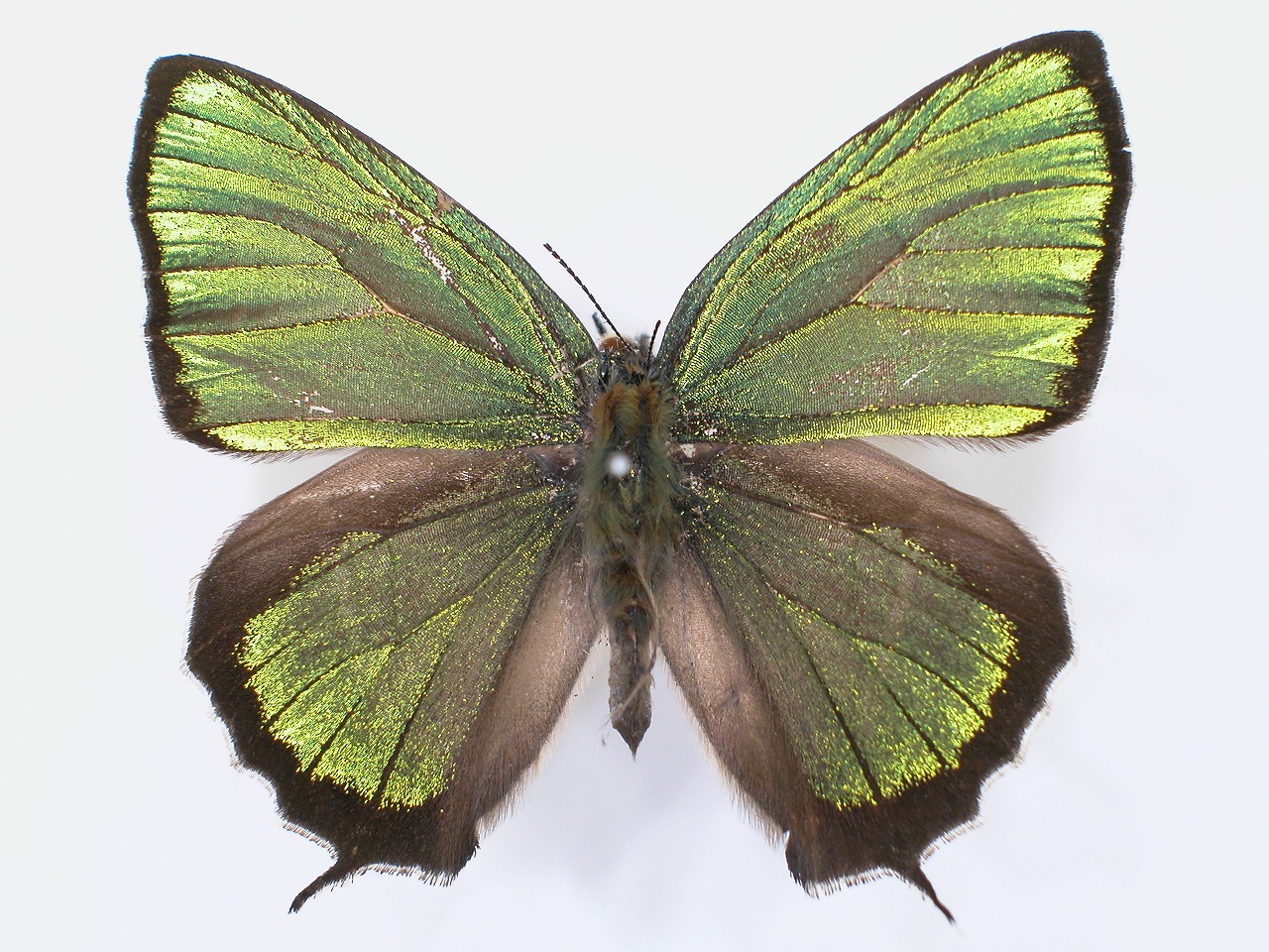 https://www.hitohaku.jp/material/l-material/butterfly-wing/5-lycaenidae/B1-637539_A.jpg