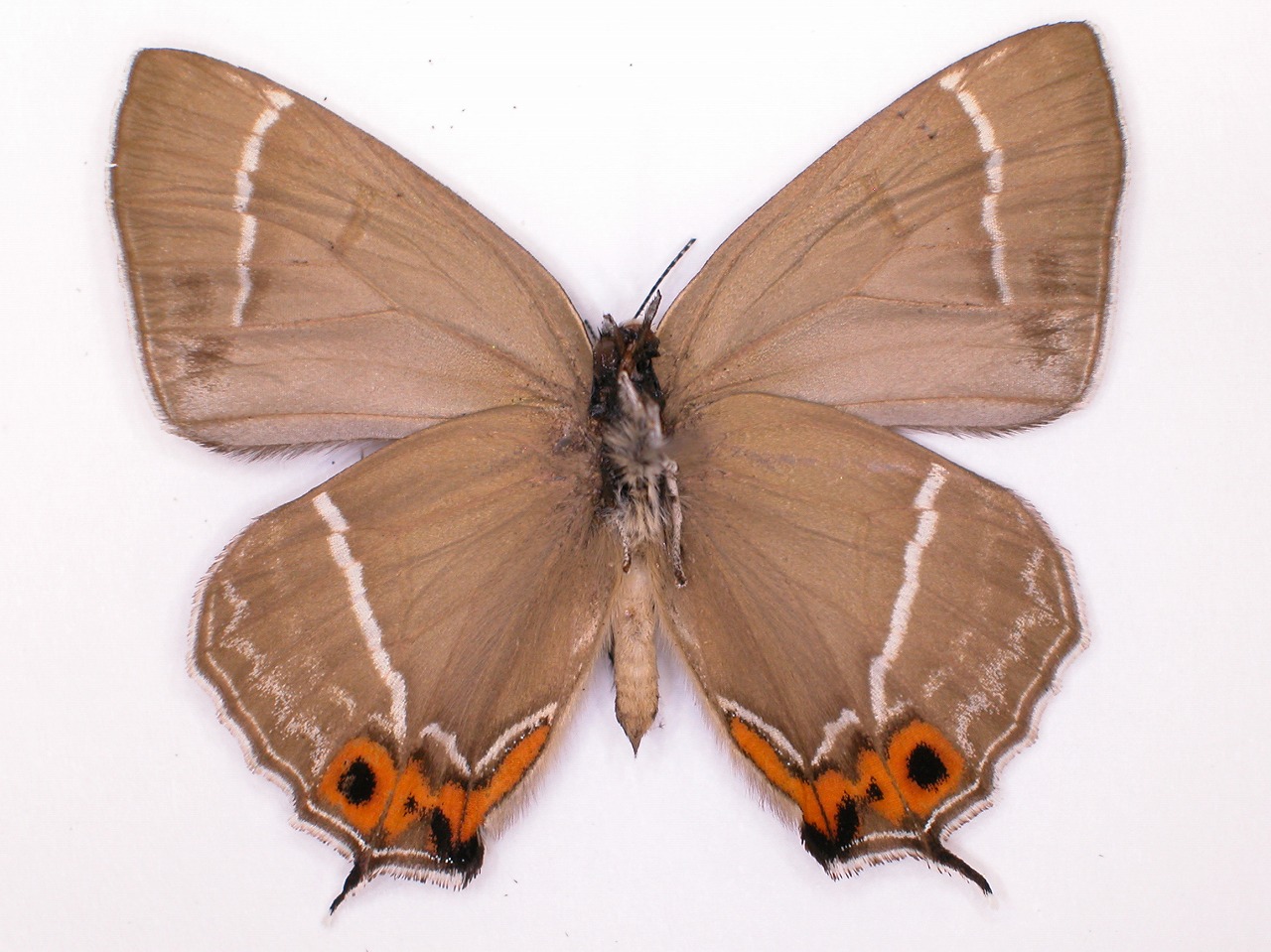 https://www.hitohaku.jp/material/l-material/butterfly-wing/5-lycaenidae/B1-637539_B.jpg