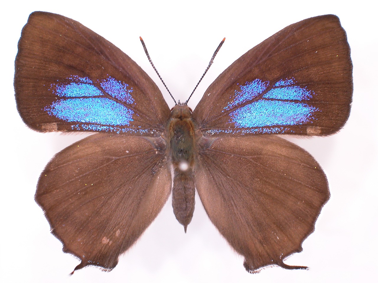 https://www.hitohaku.jp/material/l-material/butterfly-wing/5-lycaenidae/B1-637619_A.jpg
