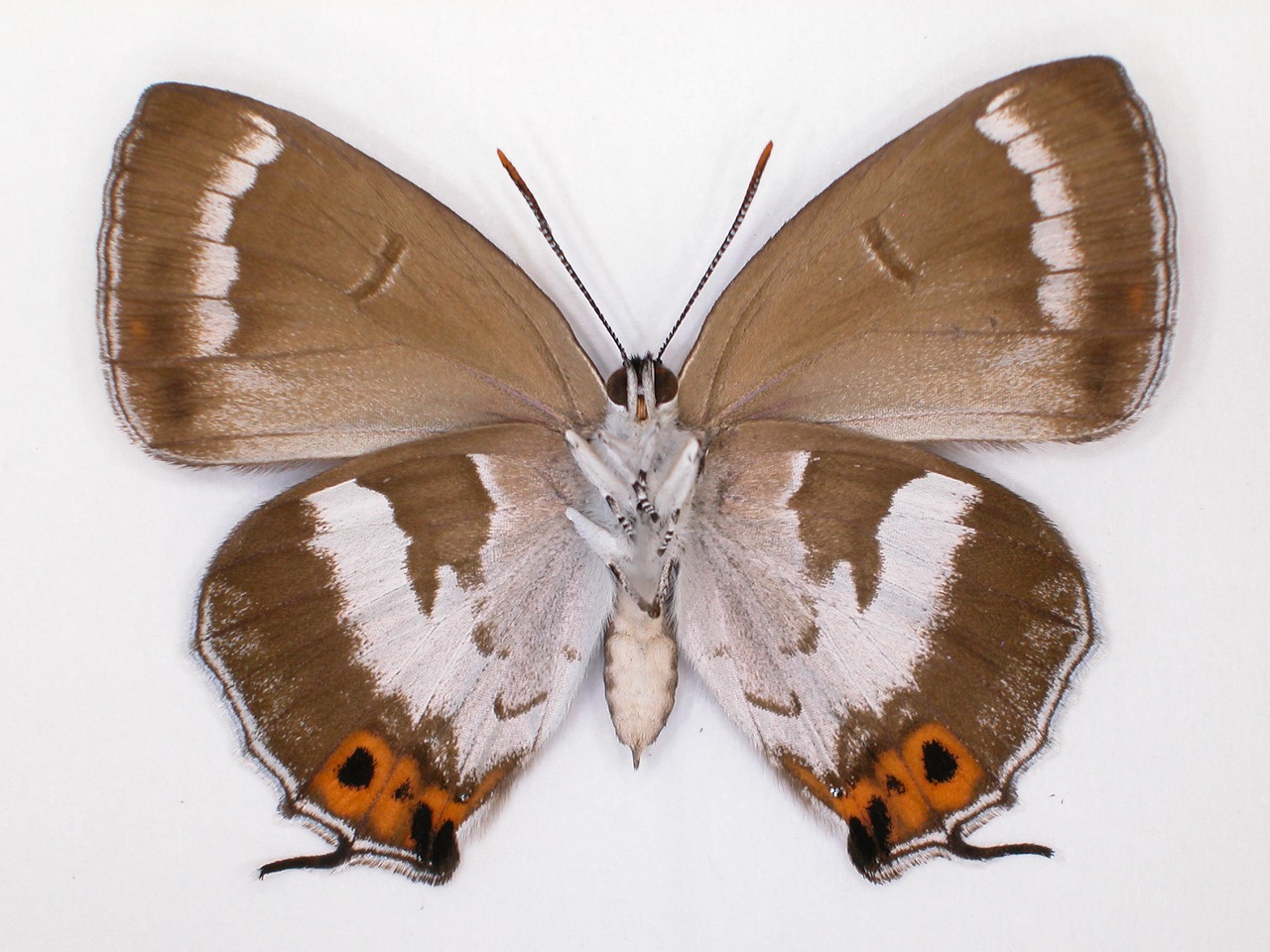 https://www.hitohaku.jp/material/l-material/butterfly-wing/5-lycaenidae/B1-637619_B.jpg