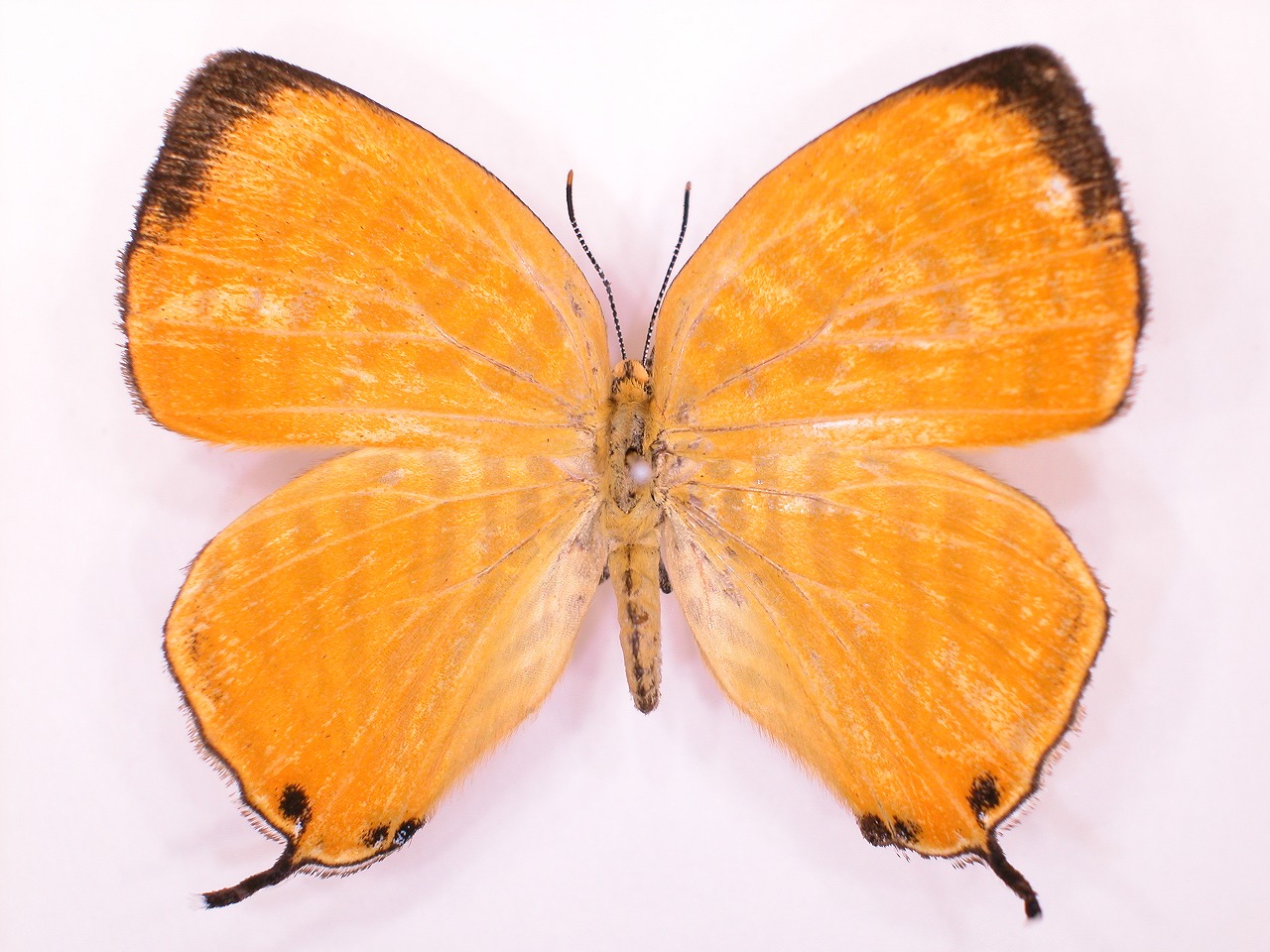 https://www.hitohaku.jp/material/l-material/butterfly-wing/5-lycaenidae/B1-637656_A.jpg