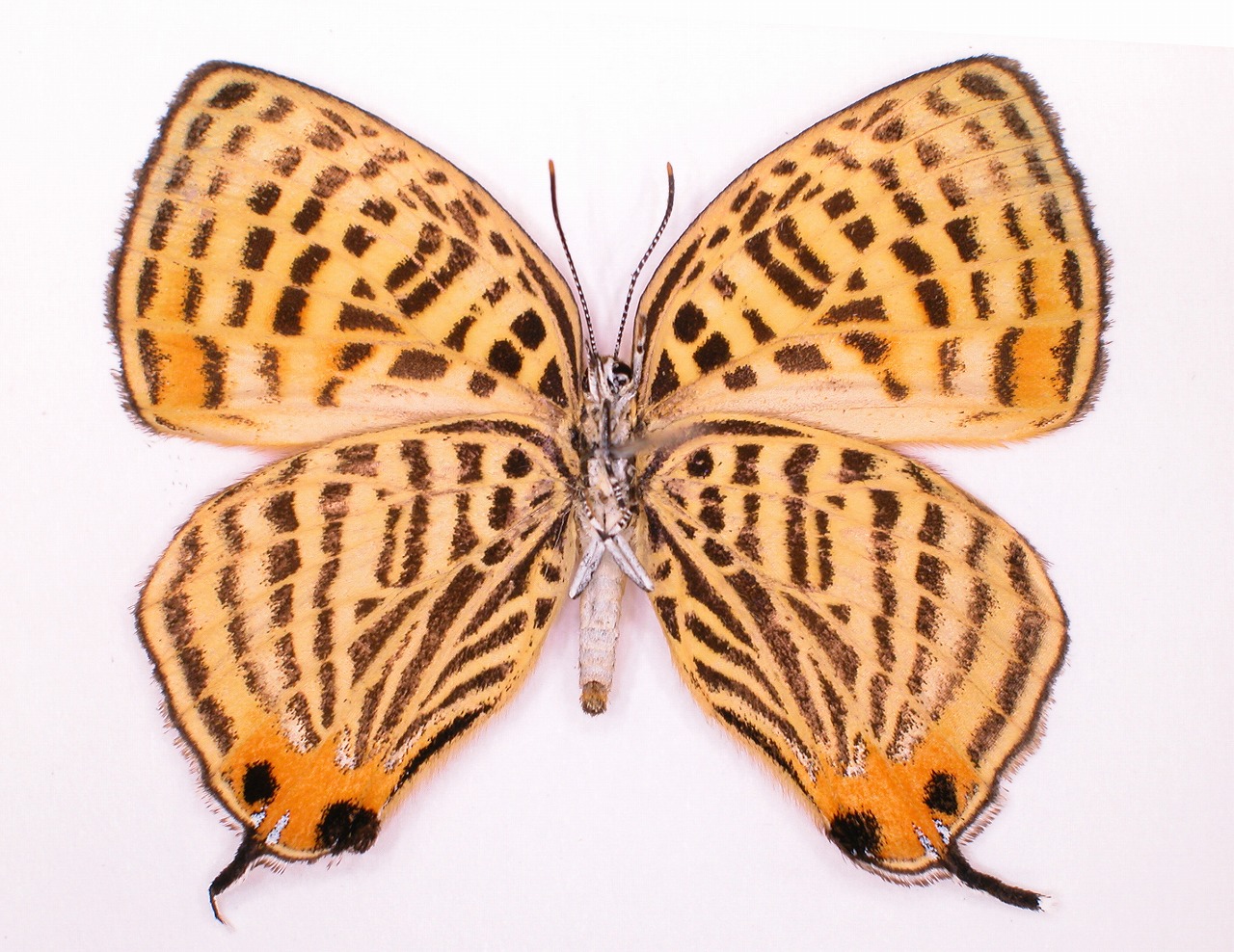 https://www.hitohaku.jp/material/l-material/butterfly-wing/5-lycaenidae/B1-637656_B.jpg