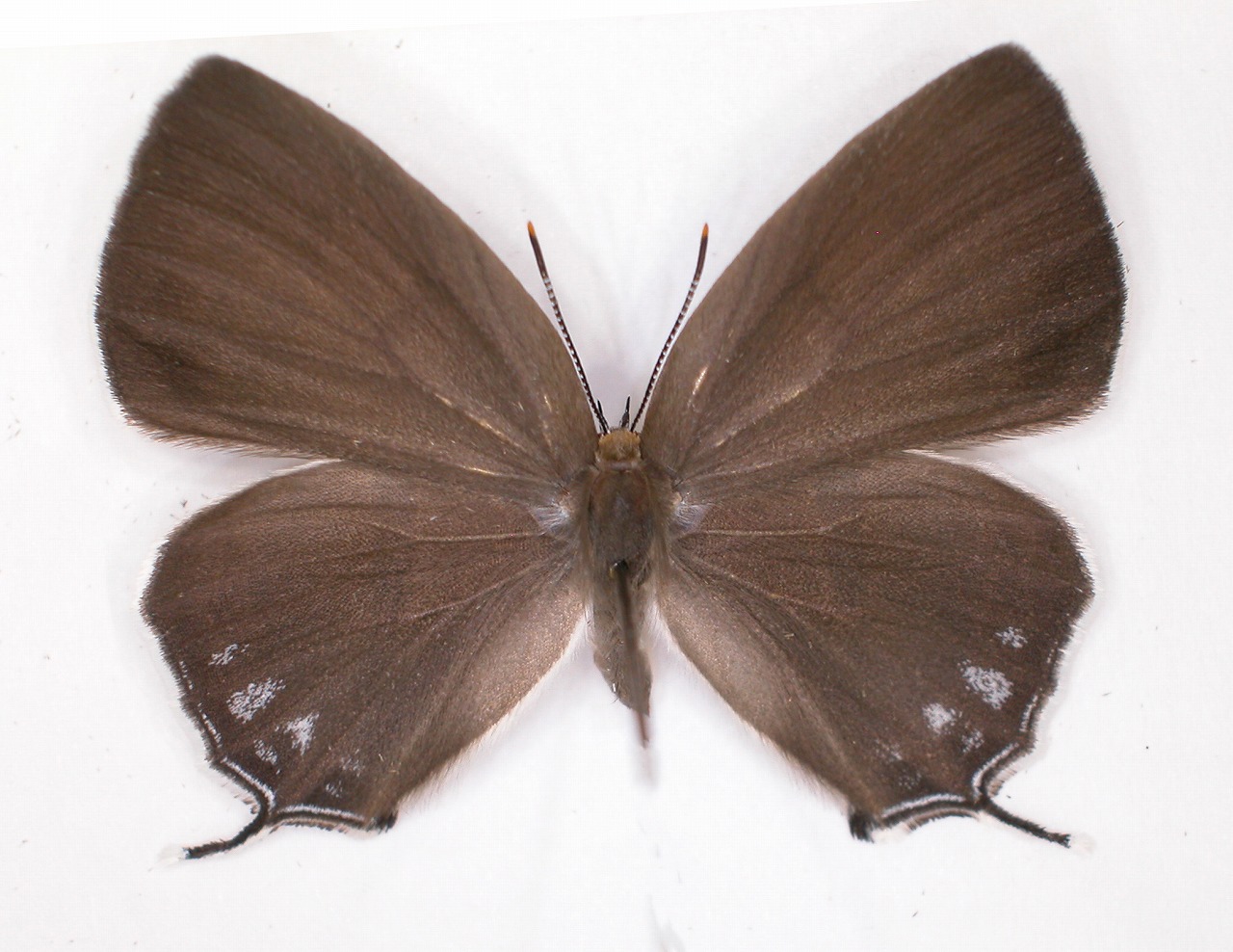 https://www.hitohaku.jp/material/l-material/butterfly-wing/5-lycaenidae/B1-637674_A.jpg