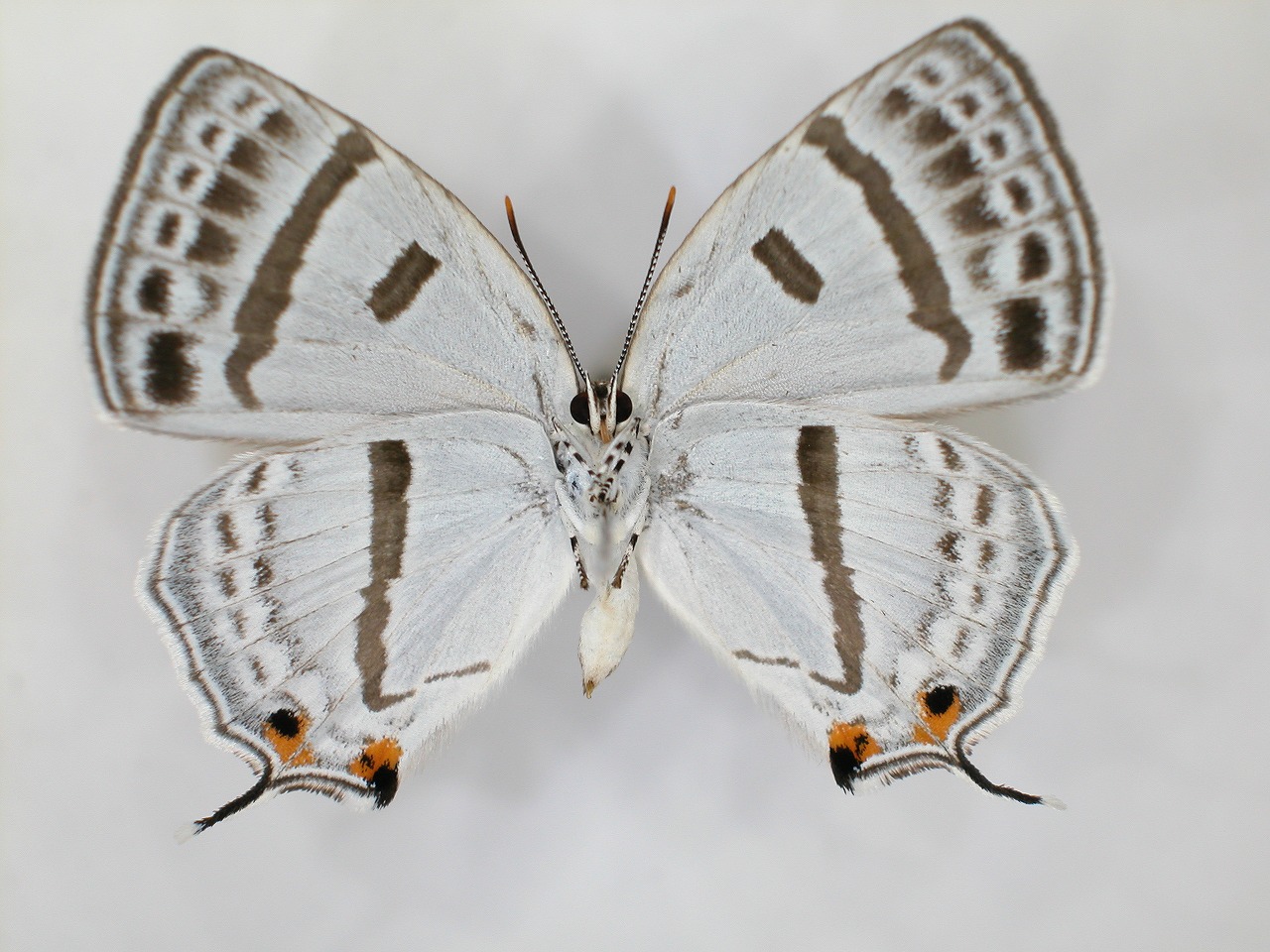https://www.hitohaku.jp/material/l-material/butterfly-wing/5-lycaenidae/B1-637674_B.jpg
