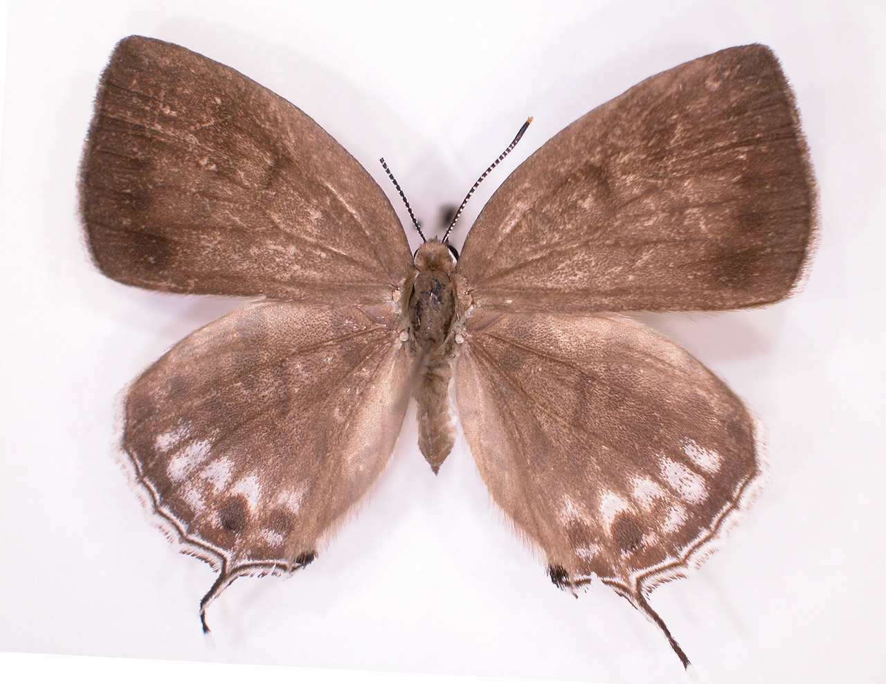 https://www.hitohaku.jp/material/l-material/butterfly-wing/5-lycaenidae/B1-637682_A.jpg