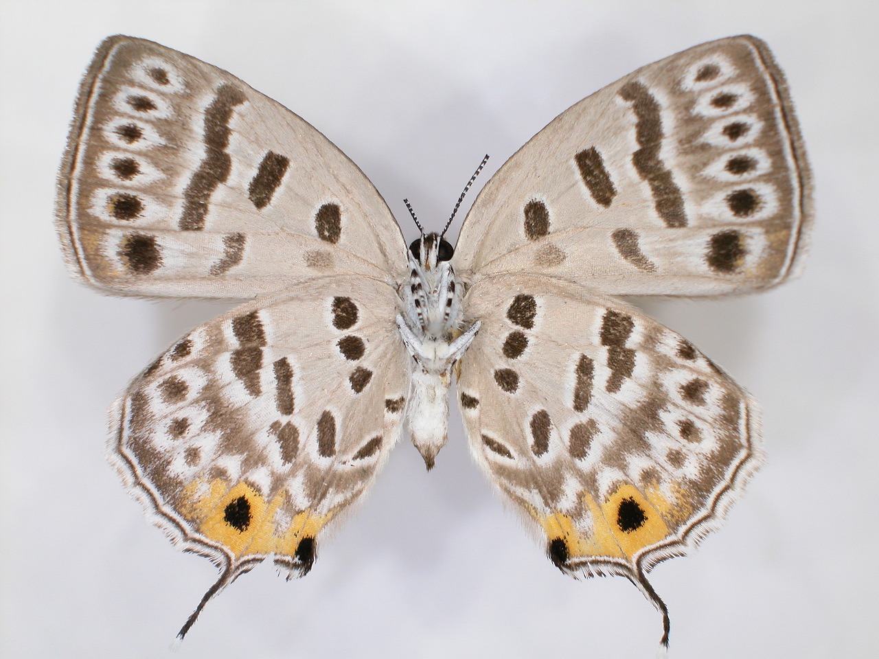 https://www.hitohaku.jp/material/l-material/butterfly-wing/5-lycaenidae/B1-637682_B.jpg