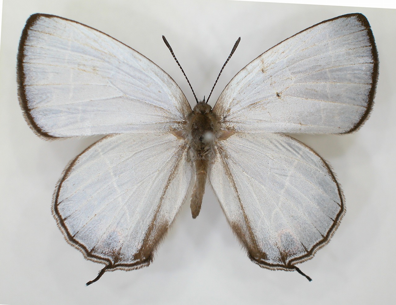 https://www.hitohaku.jp/material/l-material/butterfly-wing/5-lycaenidae/B1-637722_A.jpg