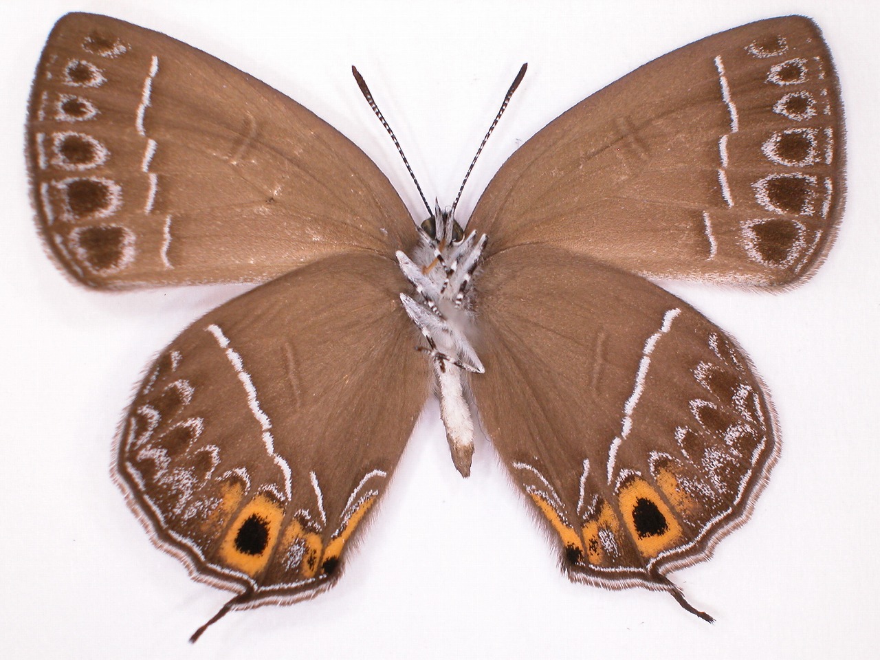 https://www.hitohaku.jp/material/l-material/butterfly-wing/5-lycaenidae/B1-637722_B.jpg