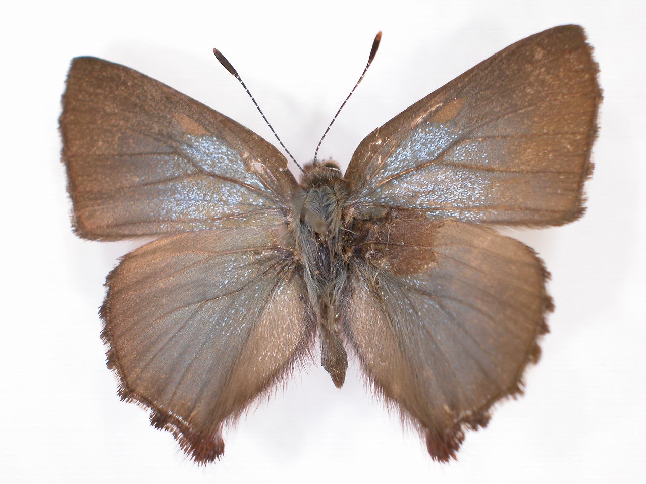 https://www.hitohaku.jp/material/l-material/butterfly-wing/5-lycaenidae/B1-637727_A.jpg