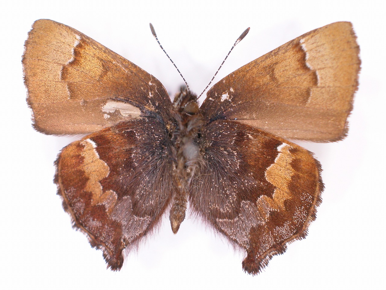 https://www.hitohaku.jp/material/l-material/butterfly-wing/5-lycaenidae/B1-637727_B.jpg