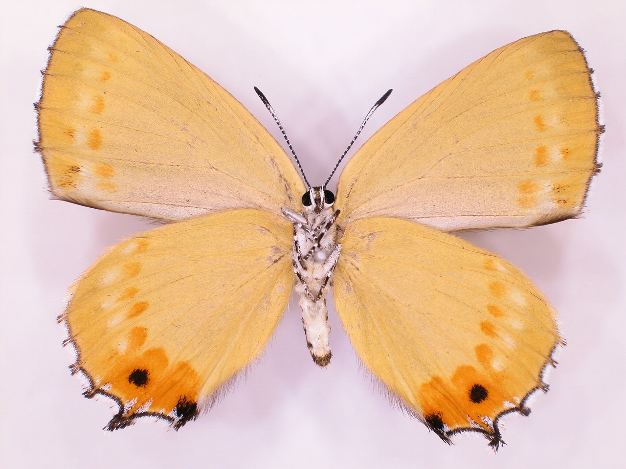 https://www.hitohaku.jp/material/l-material/butterfly-wing/5-lycaenidae/B1-637770_B.jpg