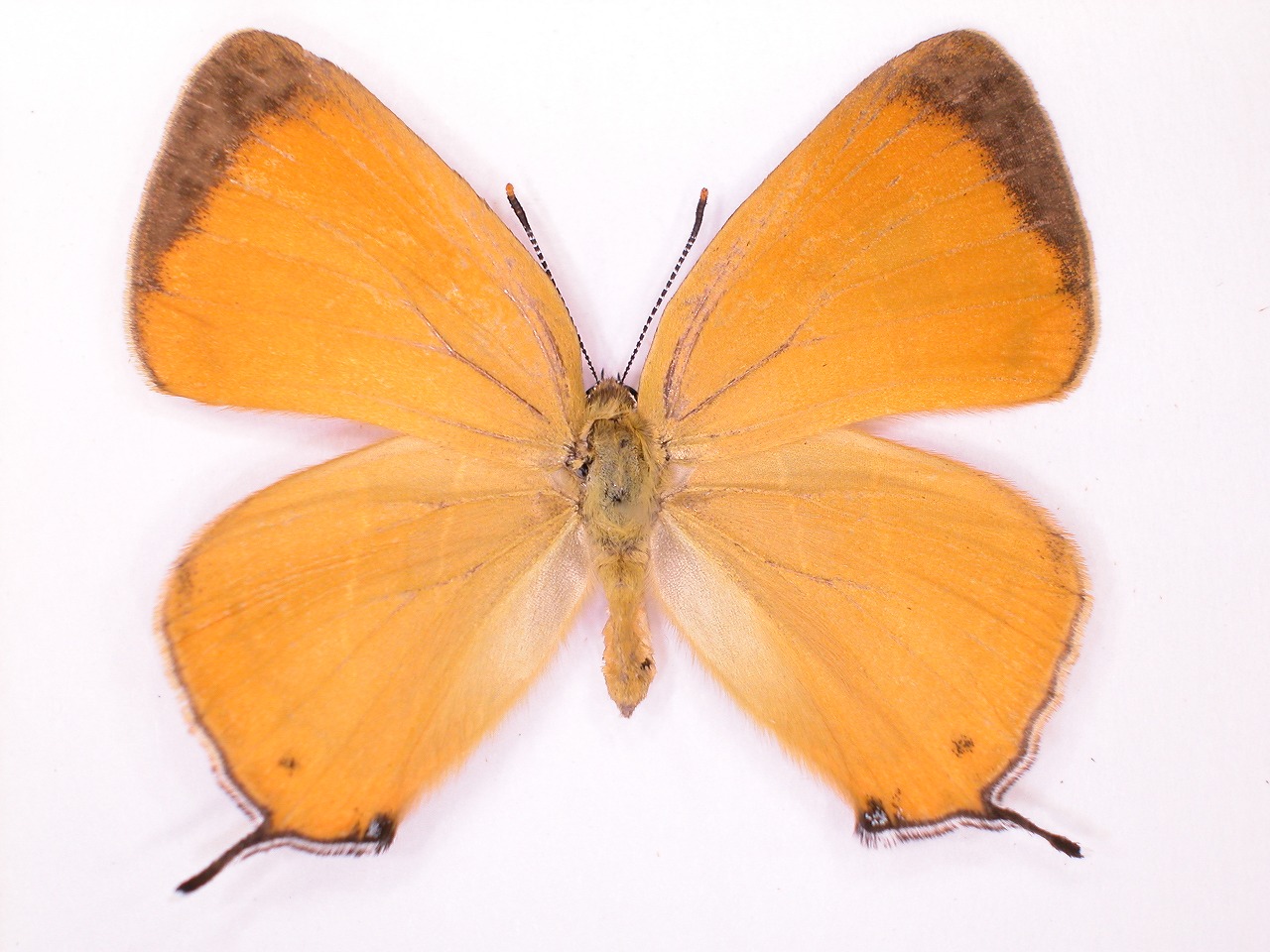 https://www.hitohaku.jp/material/l-material/butterfly-wing/5-lycaenidae/B1-637787_A.jpg