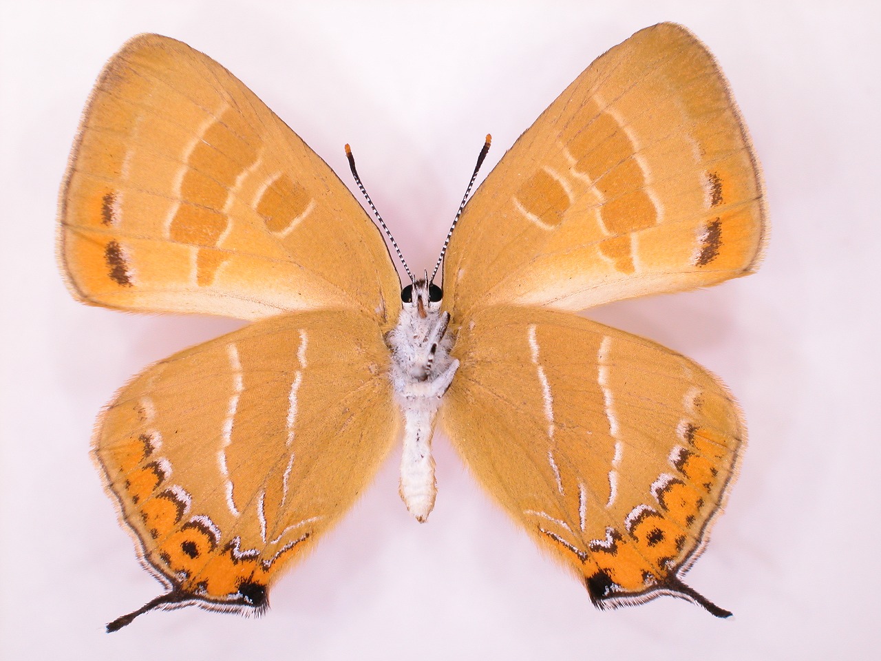 https://www.hitohaku.jp/material/l-material/butterfly-wing/5-lycaenidae/B1-637787_B.jpg