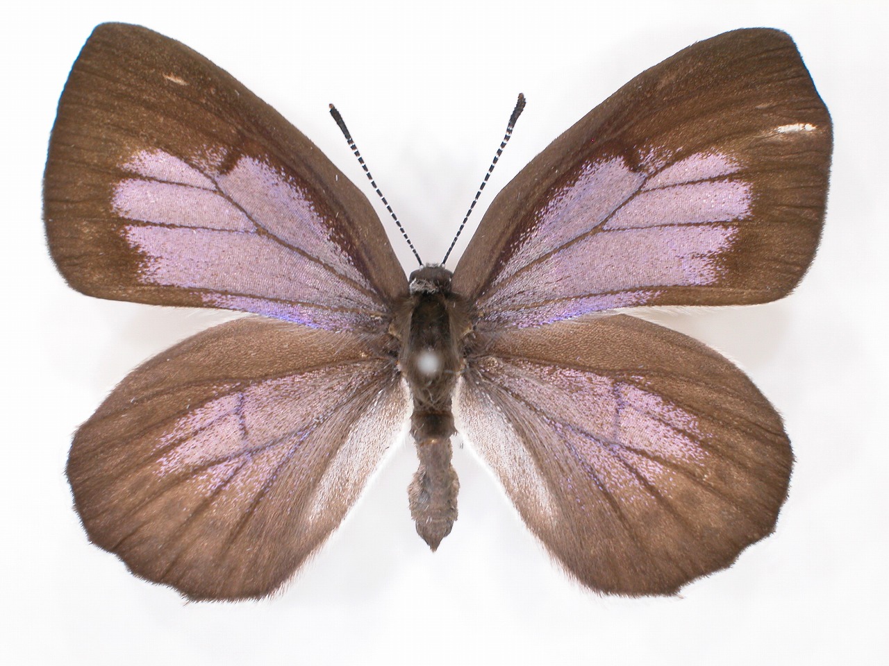 https://www.hitohaku.jp/material/l-material/butterfly-wing/5-lycaenidae/B1-637834_A.jpg