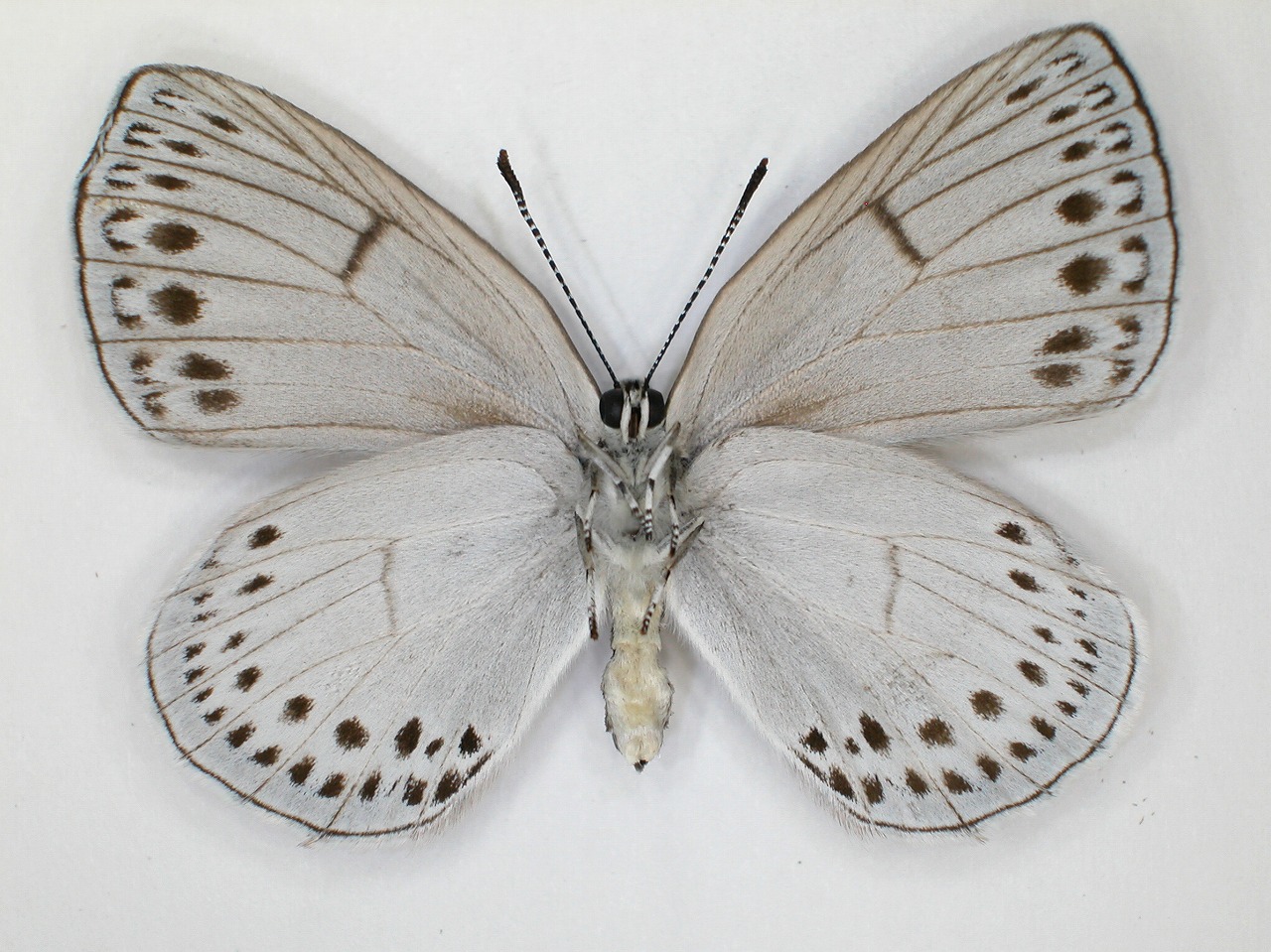 https://www.hitohaku.jp/material/l-material/butterfly-wing/5-lycaenidae/B1-637834_B.jpg