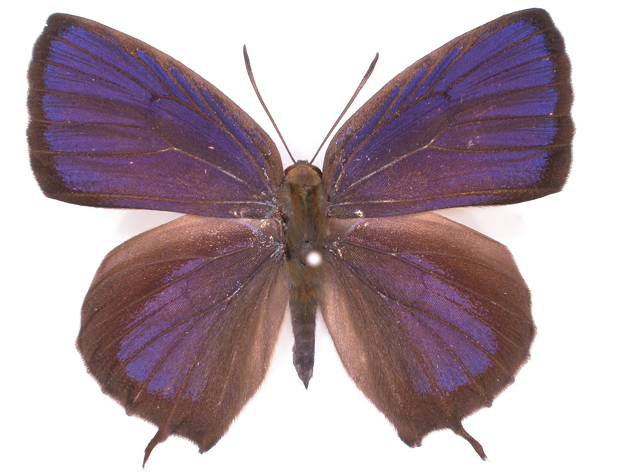 https://www.hitohaku.jp/material/l-material/butterfly-wing/5-lycaenidae/B1-637914_A.jpg