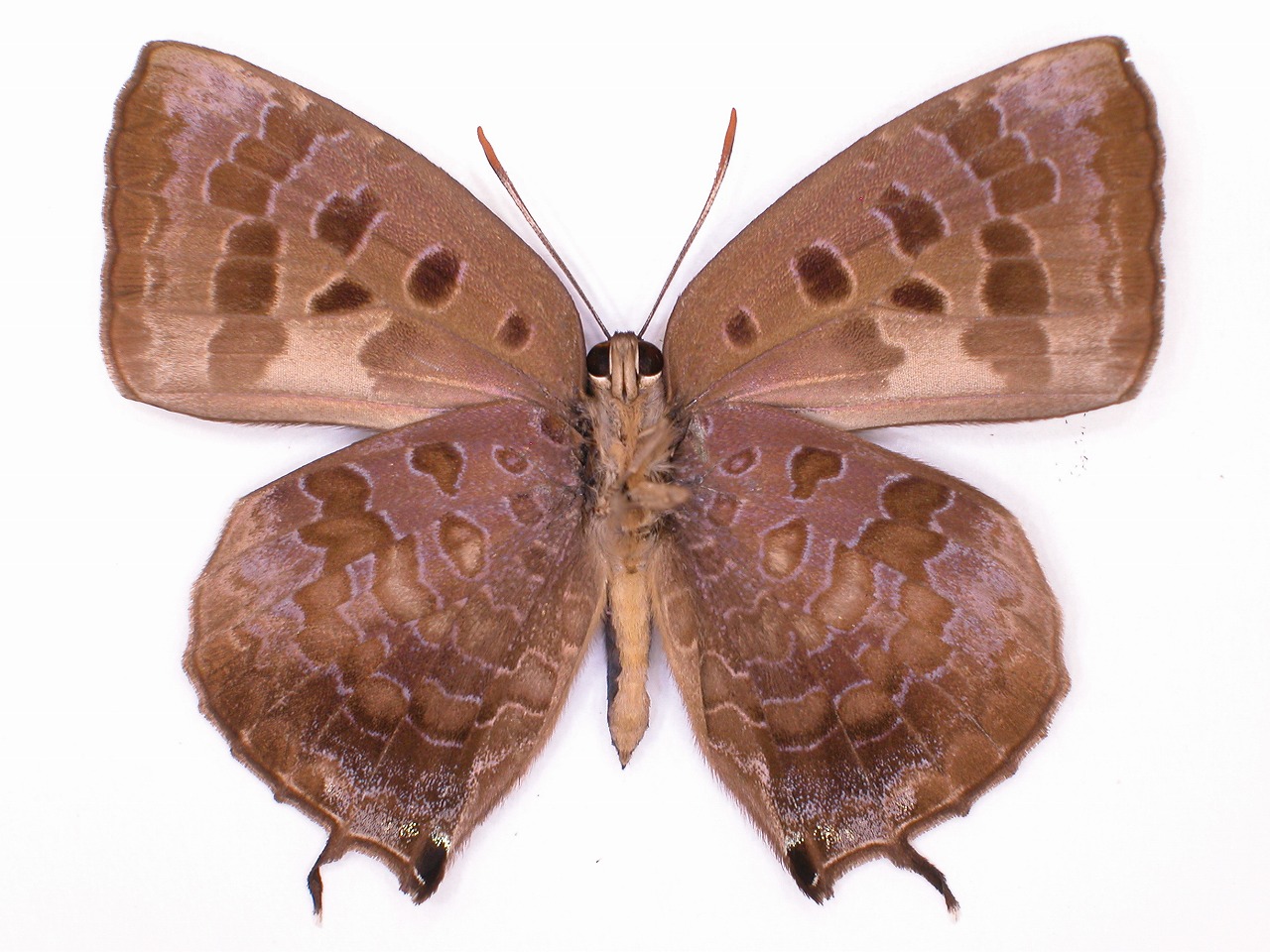 https://www.hitohaku.jp/material/l-material/butterfly-wing/5-lycaenidae/B1-637914_B.jpg