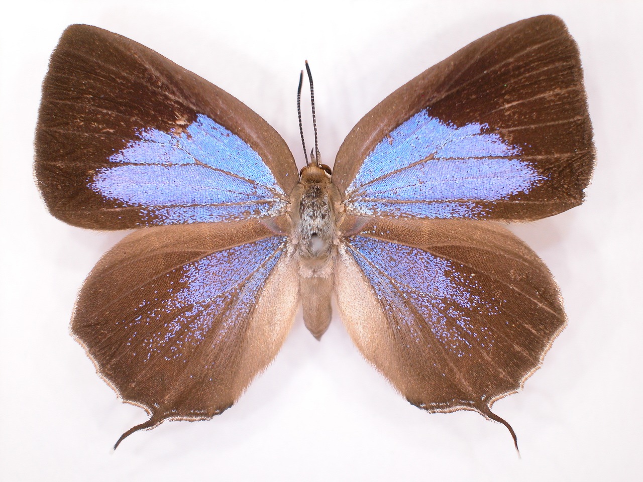 https://www.hitohaku.jp/material/l-material/butterfly-wing/5-lycaenidae/B1-638195_A.jpg