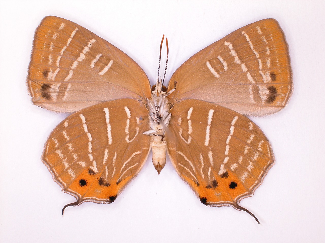https://www.hitohaku.jp/material/l-material/butterfly-wing/5-lycaenidae/B1-638195_B.jpg
