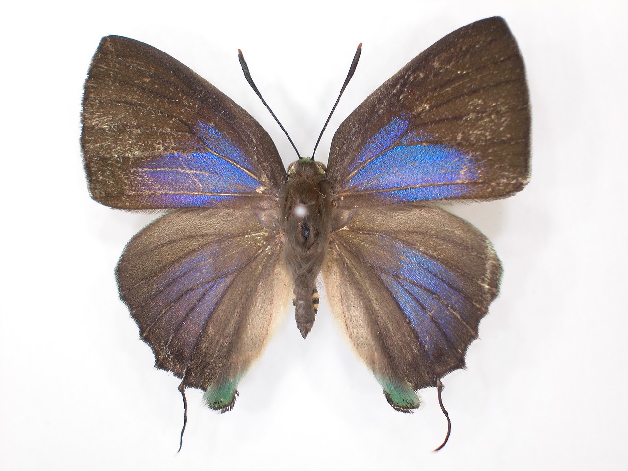 https://www.hitohaku.jp/material/l-material/butterfly-wing/5-lycaenidae/B1-638300_A.jpg