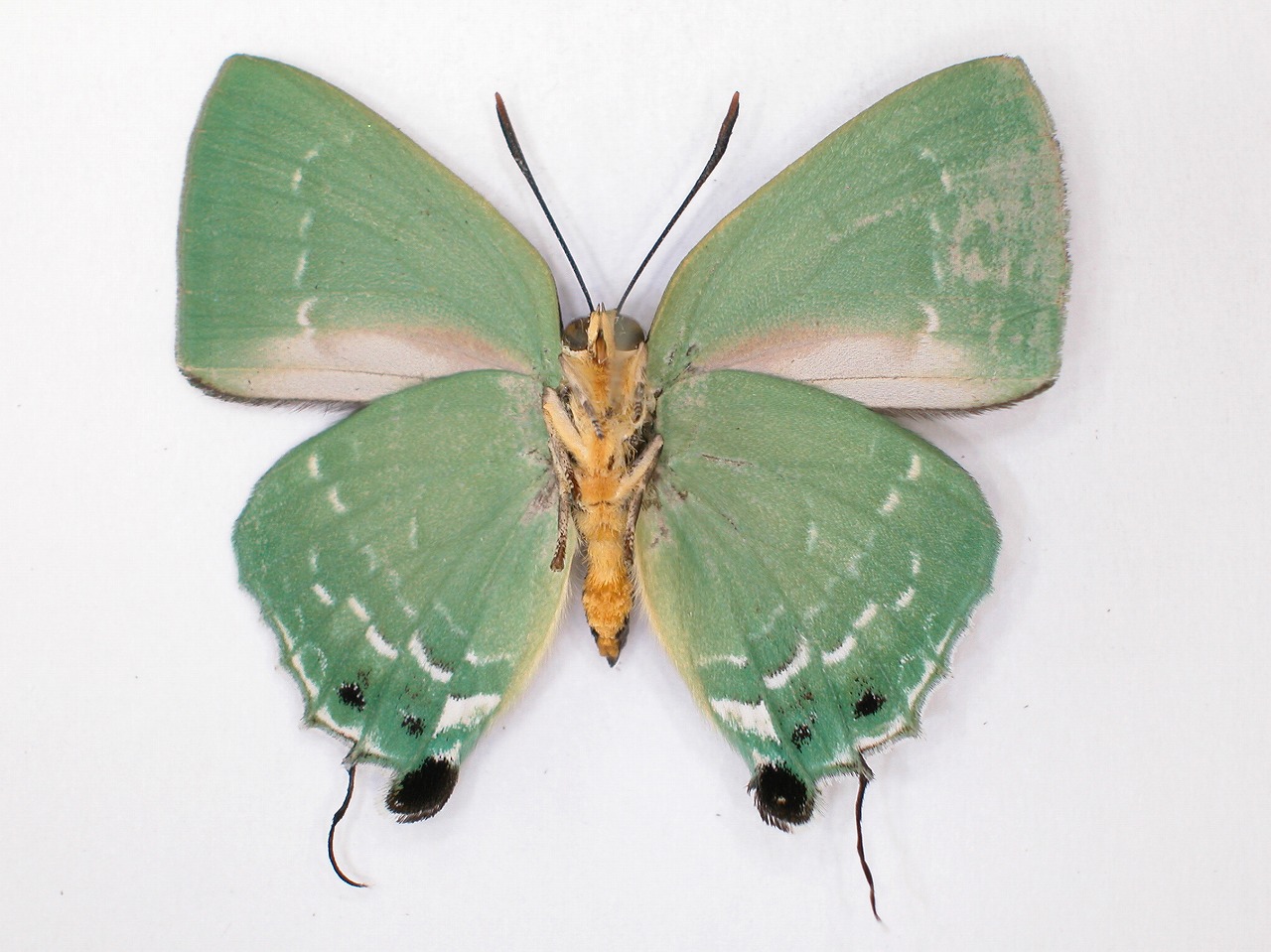 https://www.hitohaku.jp/material/l-material/butterfly-wing/5-lycaenidae/B1-638300_B.jpg