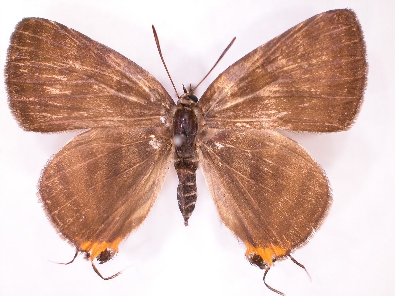 https://www.hitohaku.jp/material/l-material/butterfly-wing/5-lycaenidae/B1-638338_A.jpg