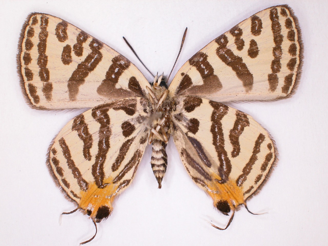 https://www.hitohaku.jp/material/l-material/butterfly-wing/5-lycaenidae/B1-638338_B.jpg