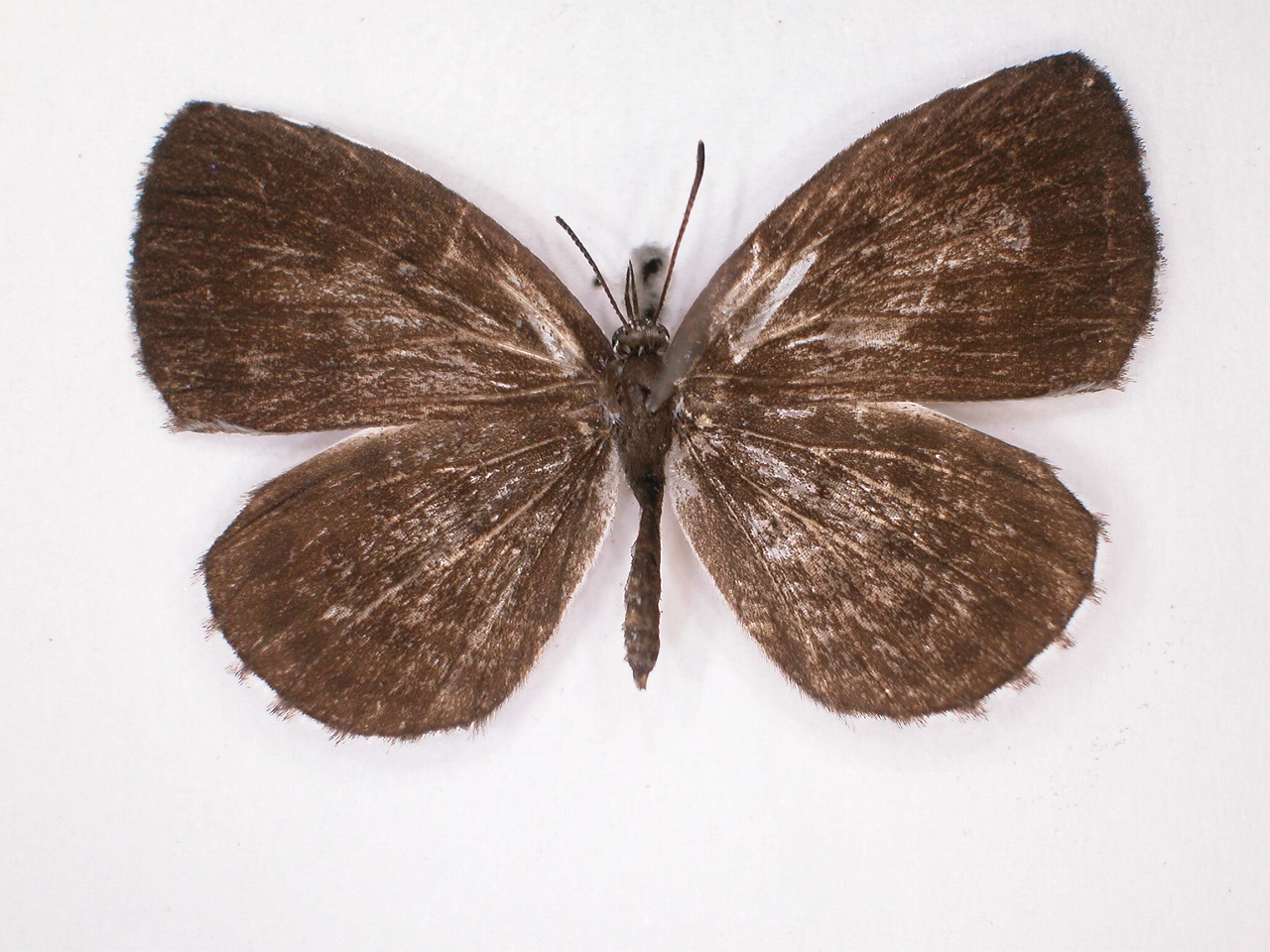 https://www.hitohaku.jp/material/l-material/butterfly-wing/5-lycaenidae/B1-638437_A.jpg