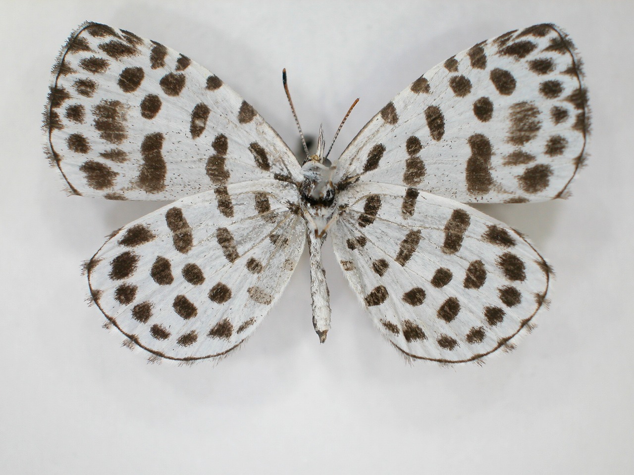 https://www.hitohaku.jp/material/l-material/butterfly-wing/5-lycaenidae/B1-638437_B.jpg