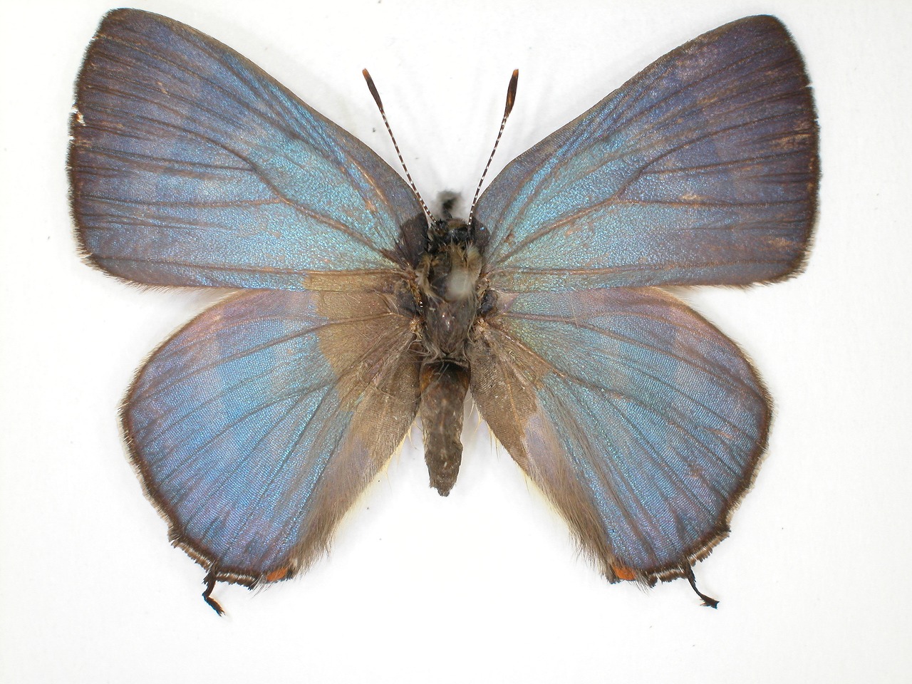 https://www.hitohaku.jp/material/l-material/butterfly-wing/5-lycaenidae/B1-638542_A.jpg