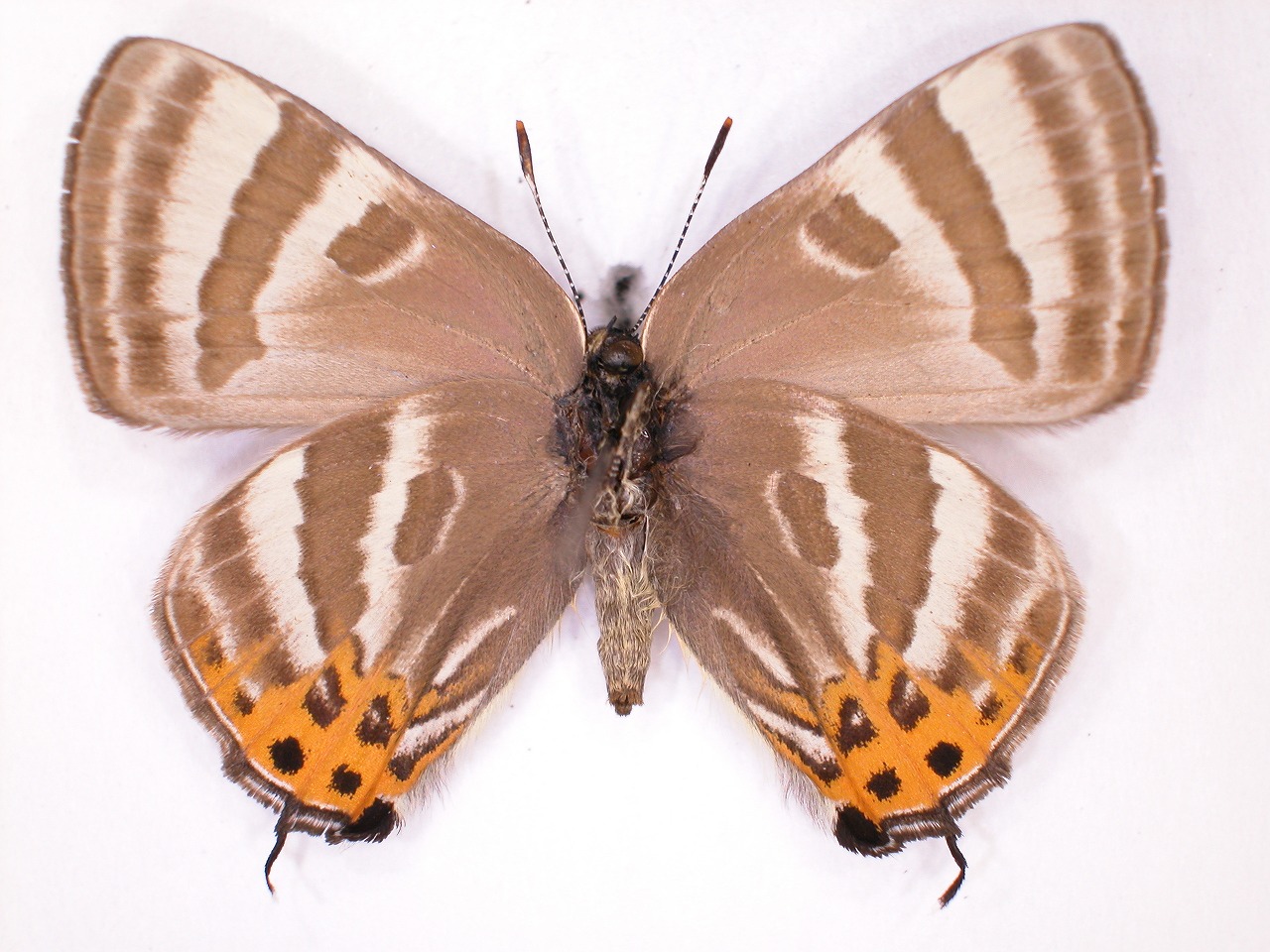 https://www.hitohaku.jp/material/l-material/butterfly-wing/5-lycaenidae/B1-638542_B.jpg