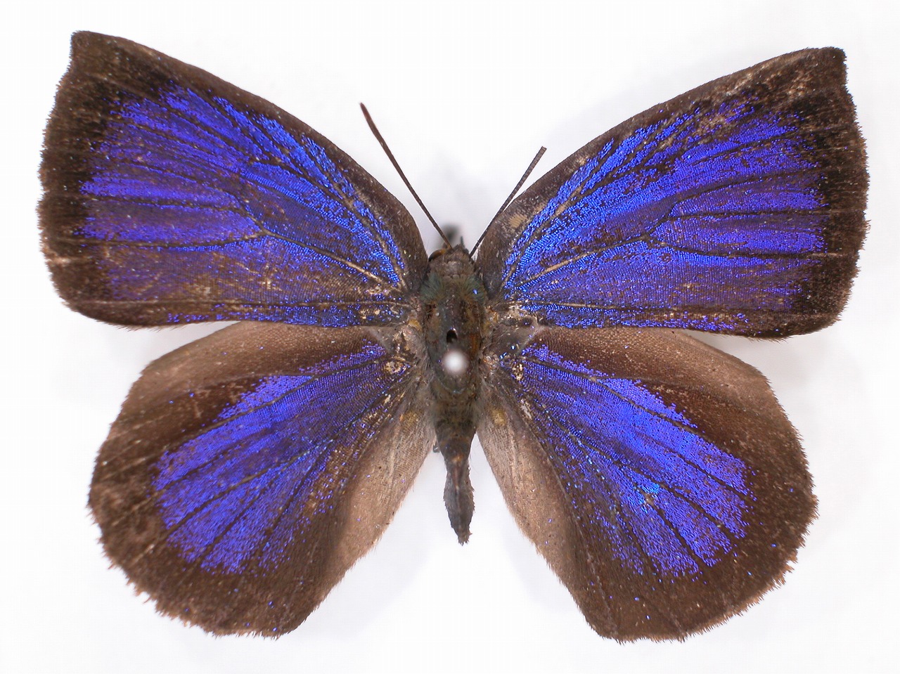 https://www.hitohaku.jp/material/l-material/butterfly-wing/5-lycaenidae/B1-638585_A.jpg