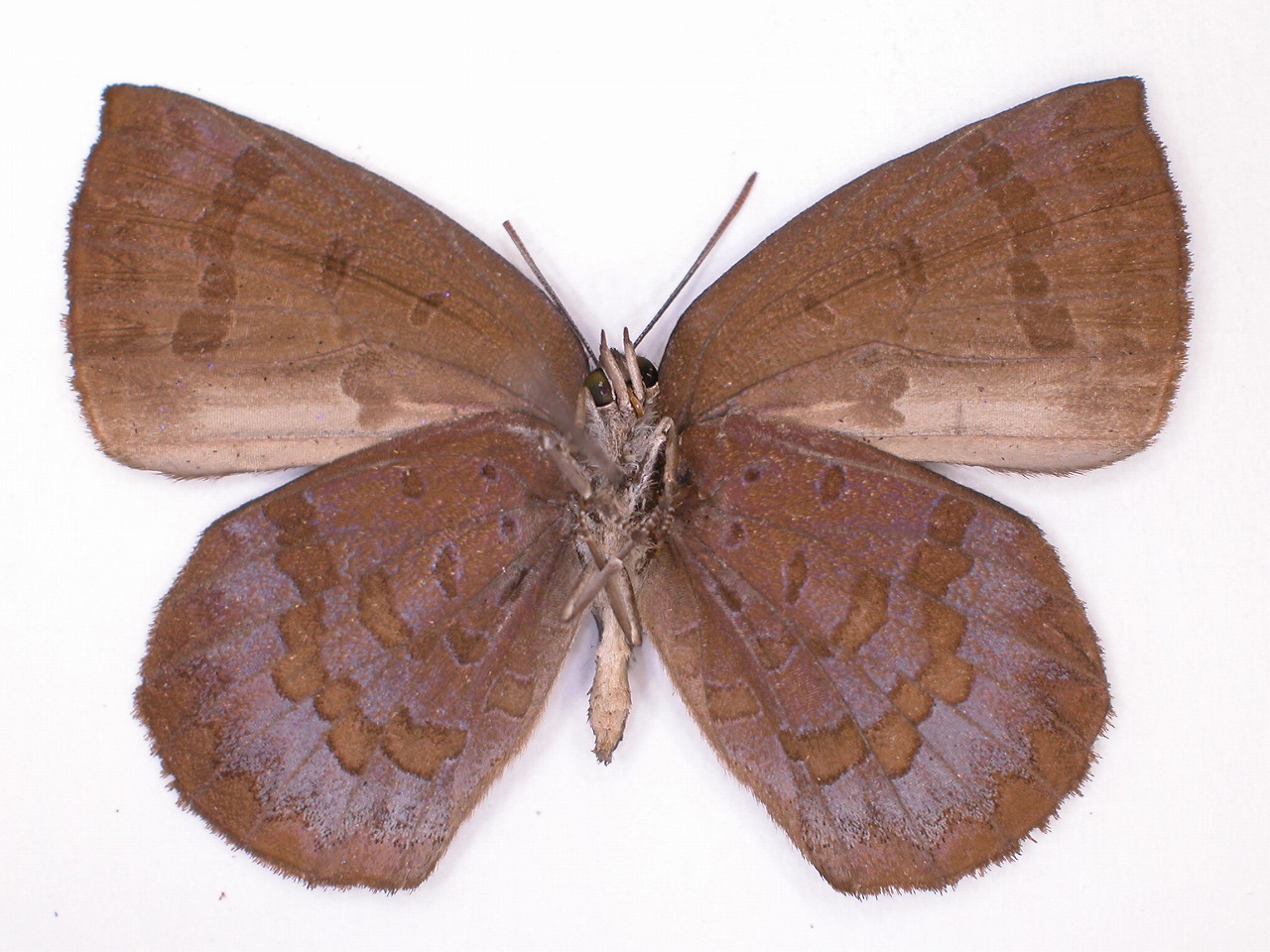 https://www.hitohaku.jp/material/l-material/butterfly-wing/5-lycaenidae/B1-638585_B.jpg