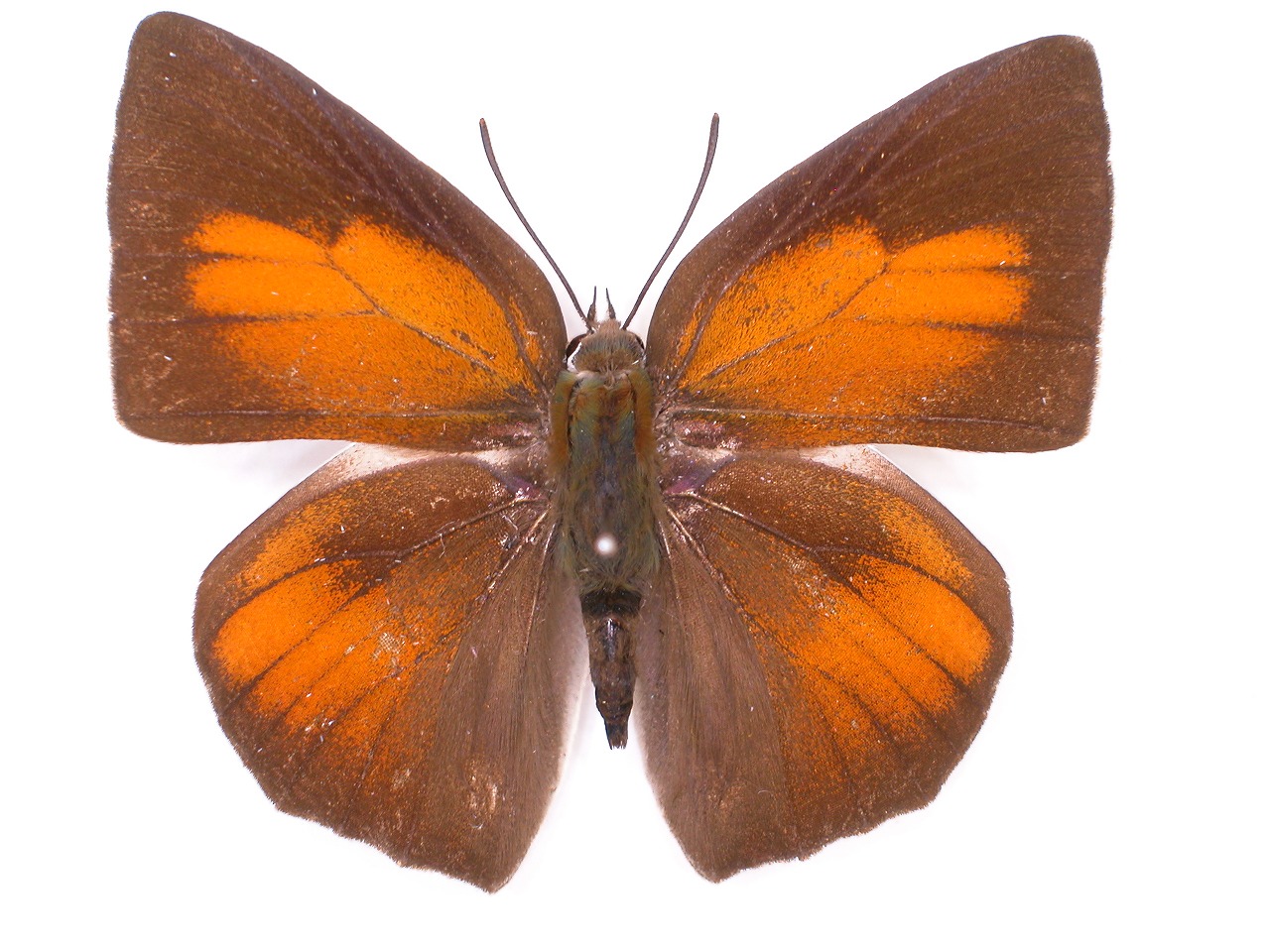 https://www.hitohaku.jp/material/l-material/butterfly-wing/5-lycaenidae/B1-638836_A.jpg