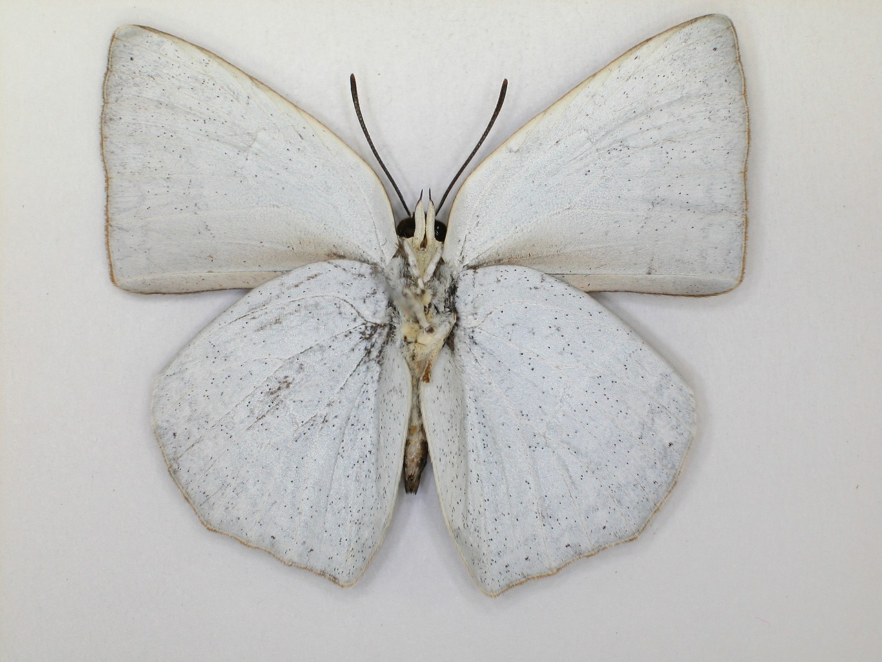 https://www.hitohaku.jp/material/l-material/butterfly-wing/5-lycaenidae/B1-638836_B.jpg