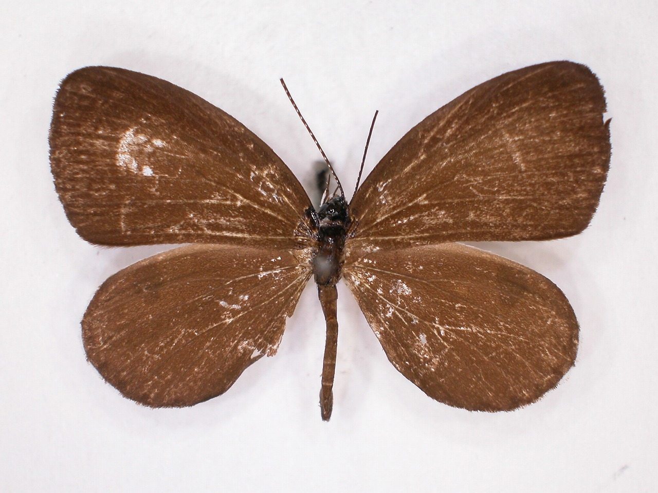 https://www.hitohaku.jp/material/l-material/butterfly-wing/5-lycaenidae/B1-639786_A.jpg