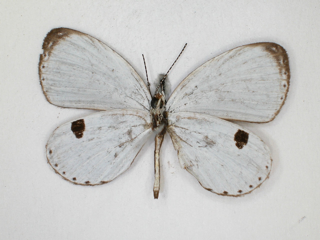 https://www.hitohaku.jp/material/l-material/butterfly-wing/5-lycaenidae/B1-639786_B.jpg