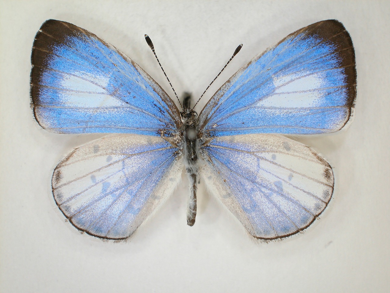 https://www.hitohaku.jp/material/l-material/butterfly-wing/5-lycaenidae/B1-639873_A.jpg