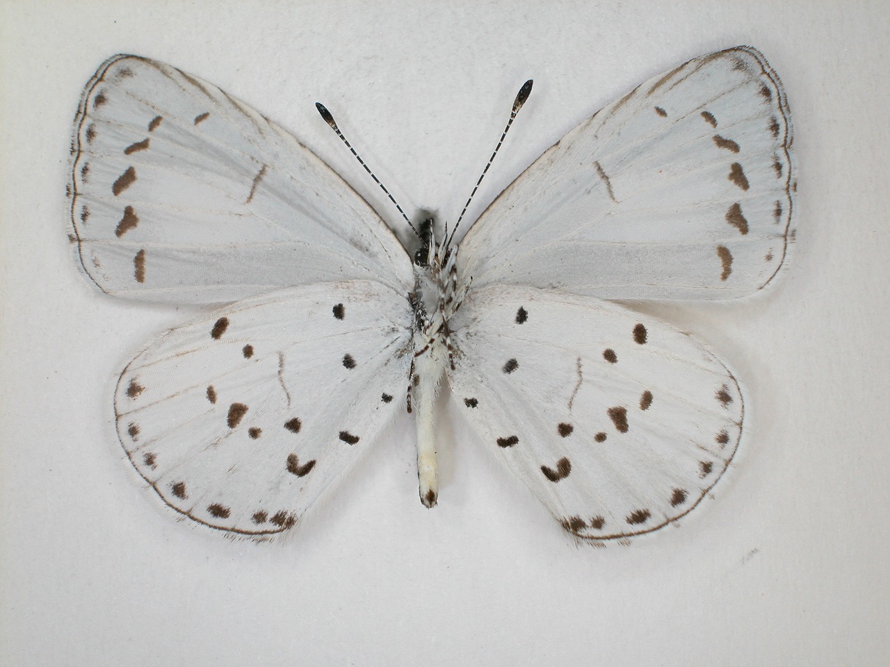 https://www.hitohaku.jp/material/l-material/butterfly-wing/5-lycaenidae/B1-639873_B.jpg