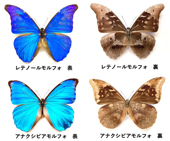 チョウの翅裏のひみつ - 兵庫県立 人と自然の博物館（ひとはく）