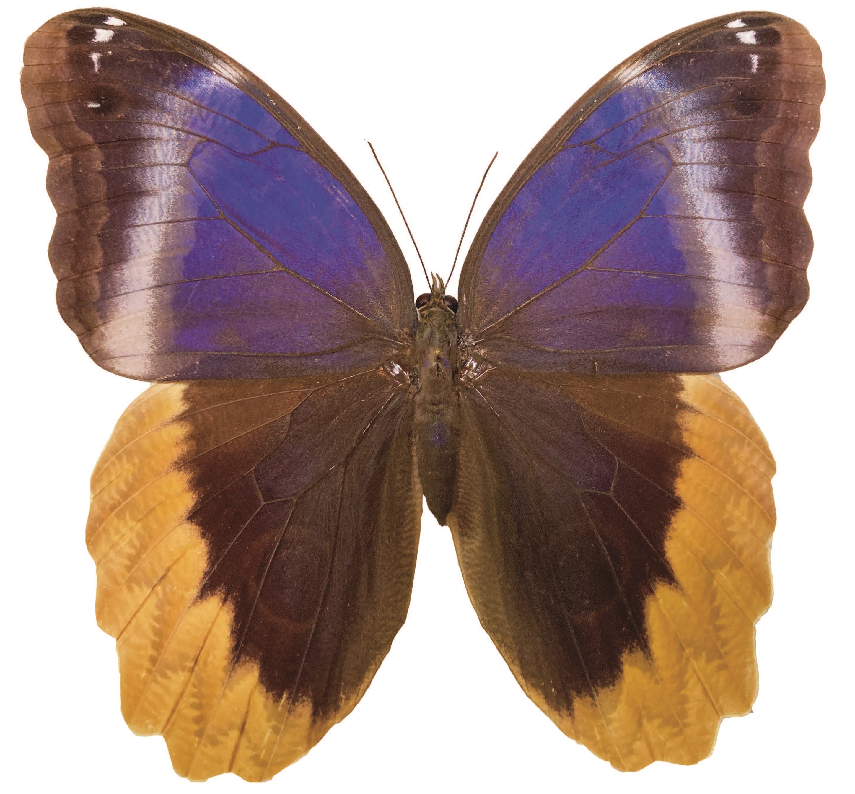 ひとはくのびっくり昆虫標本箱「美しき蝶たちの裏側見せます～チョウ類翅裏展示室～」 - 兵庫県立 人と自然の博物館（ひとはく）