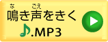 mp3