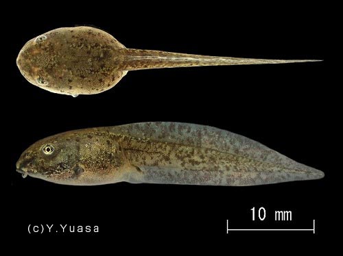 シュレーゲルアオガエル カエルの鳴き声図鑑