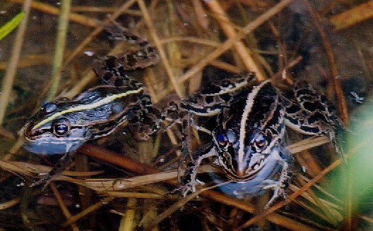 トノサマガエル カエルの鳴き声図鑑