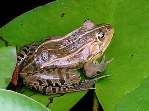 トノサマガエル カエルの鳴き声図鑑