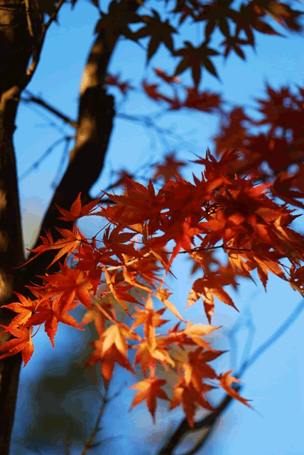momiji