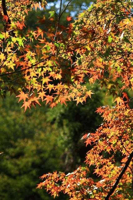 momiji2