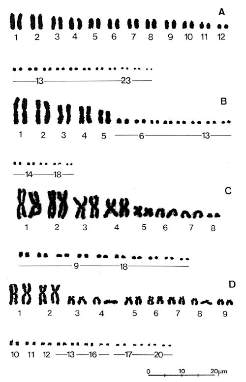 30thanniv-diploderma-fig1-500x.png