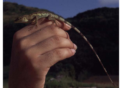 30thanniv-diploderma-pic1-420x.png